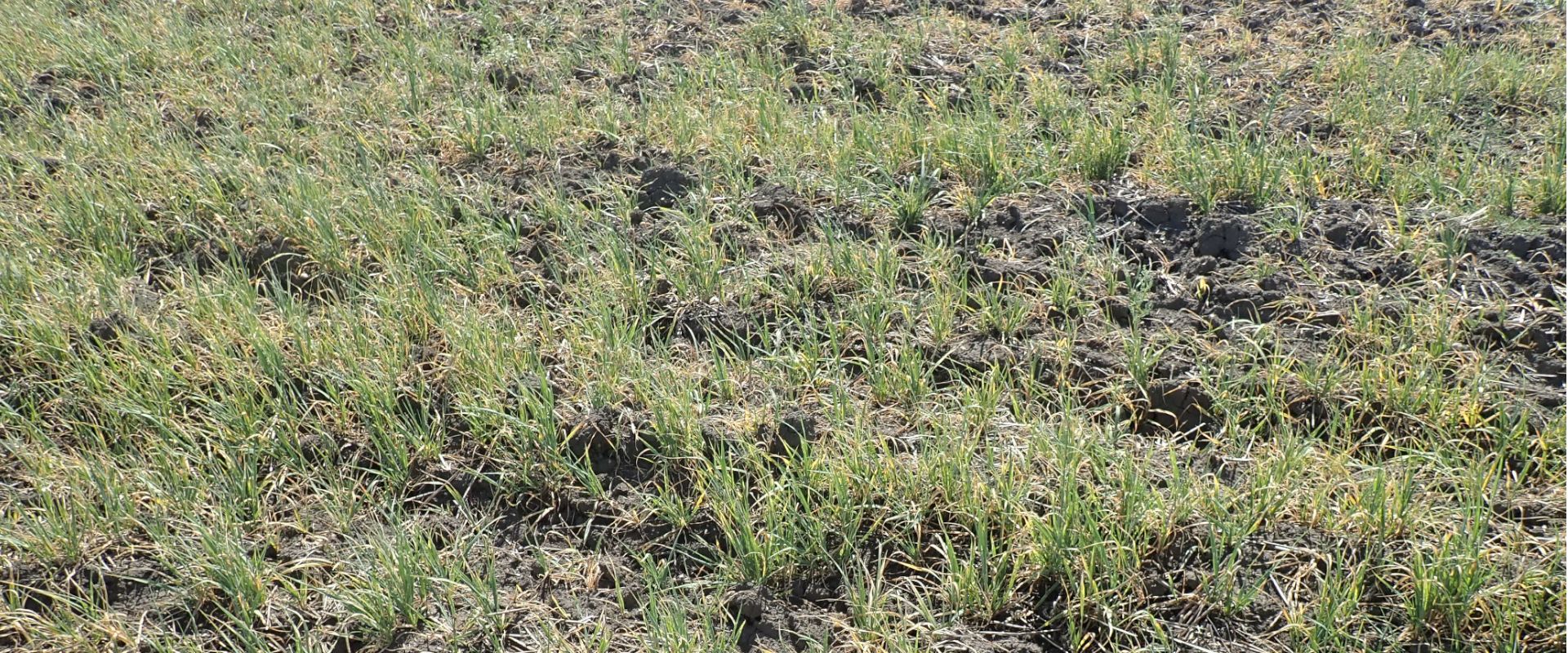 Agrofil-SZMI Kft.