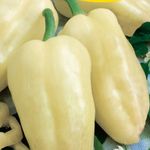 Étkezési paprika Amy  5 g termék képe