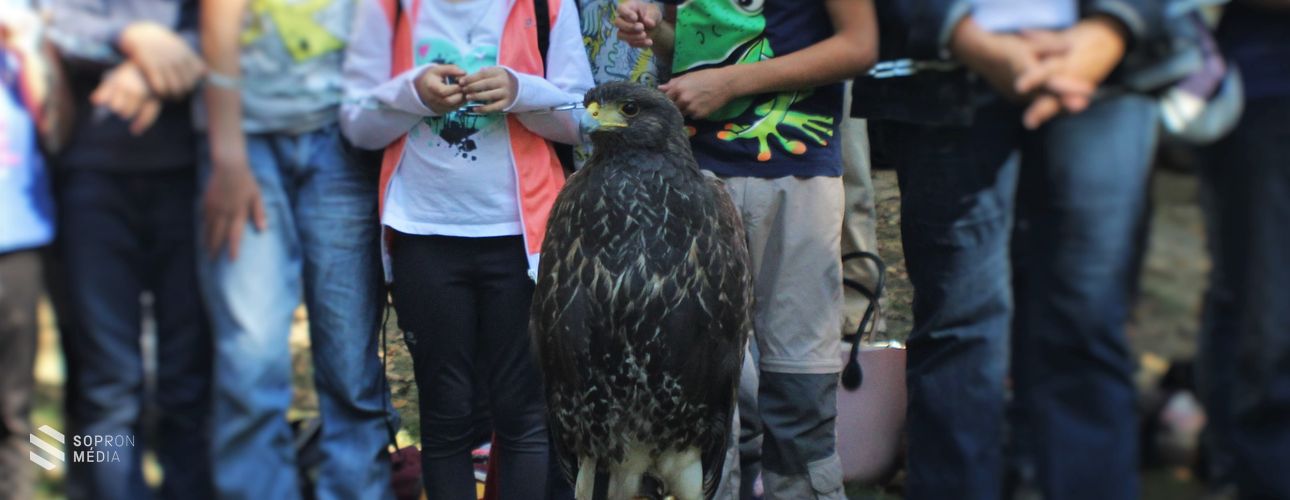 Madarak és Fák Napja a Kőhalmy Vadászati Múzeumban