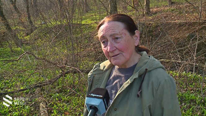 Varga Mária növényvédelmi szaktanácsadó rávilágított a természet becses kincsének számos gyógyhatására