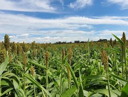 „Így cirkolunk mi”  - avagy BMR Gold X silócirok az ország egyik vezető tehenészetében