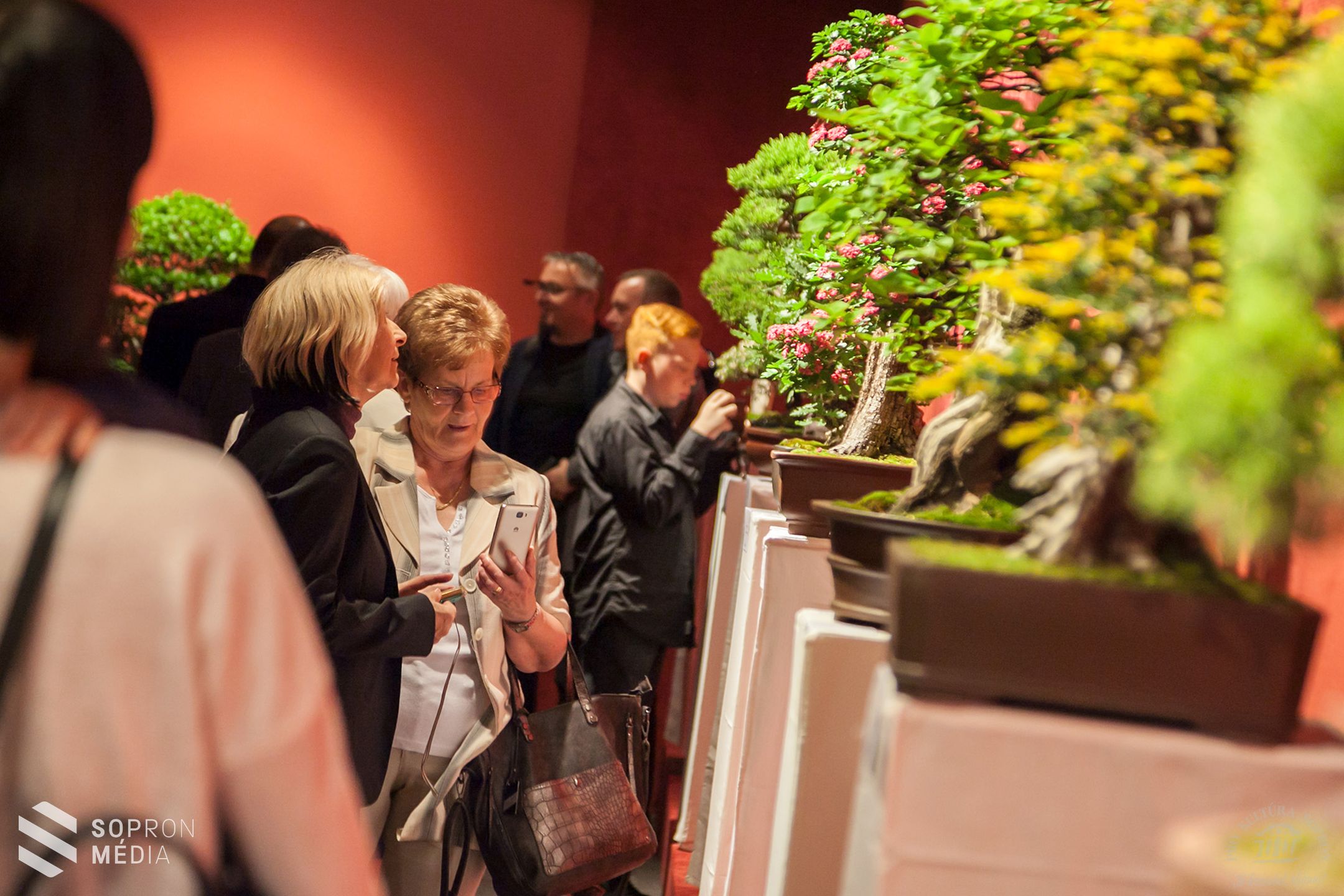 Bonsai és suiseki kiállítás Sopronban