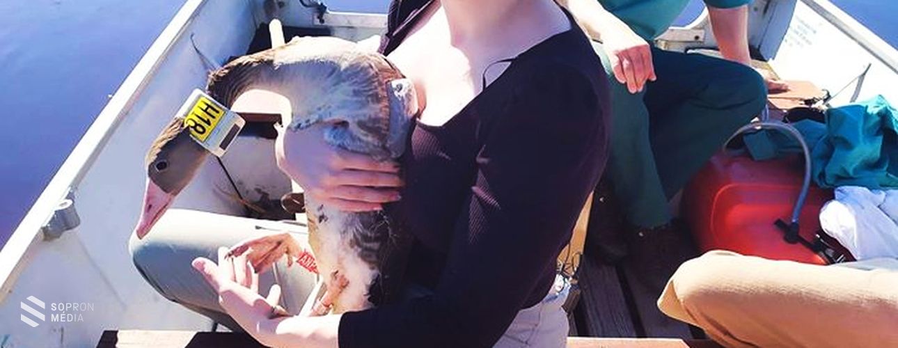 Visszaengedték a Fertő tónál nyílpuskával meglőtt nyári ludakat!