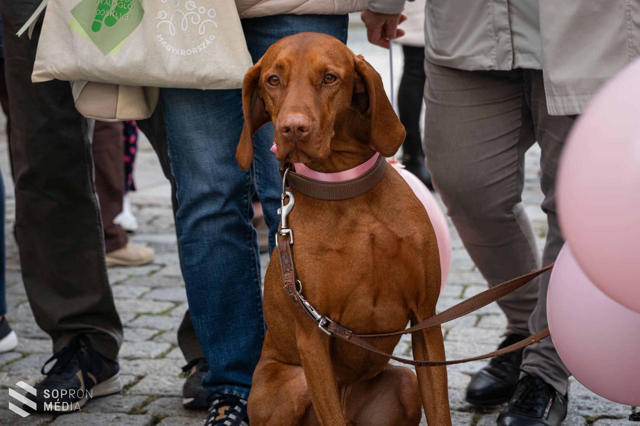 Pink séta a mellrák elleni küzdelemért