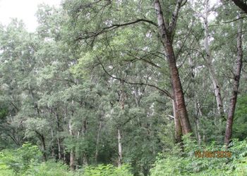 Tiszadorogmai Göbe-erdő