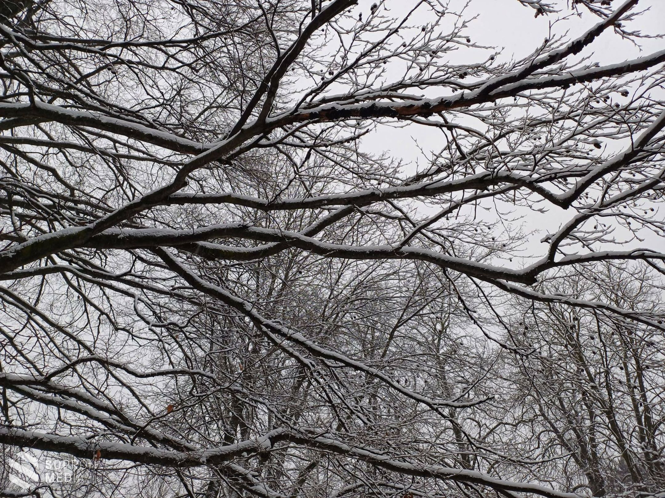 Fehér karácsony Sopronban