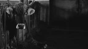 A peresztegi ATEV-telepre szállítják a rábapordányi szarvasmarha-tetemeket