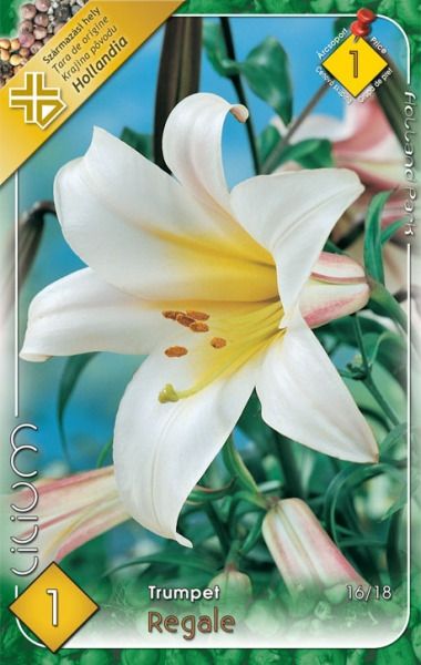 Liliom Regale 1 db/csomag termék képe